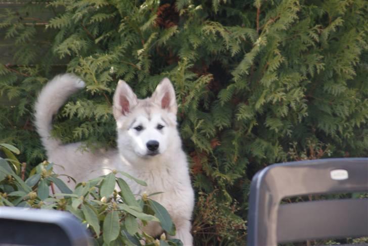 Alaskan malamute Zola billede 6