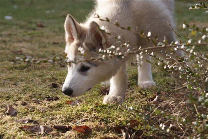 Alaskan malamute Zola billede 7