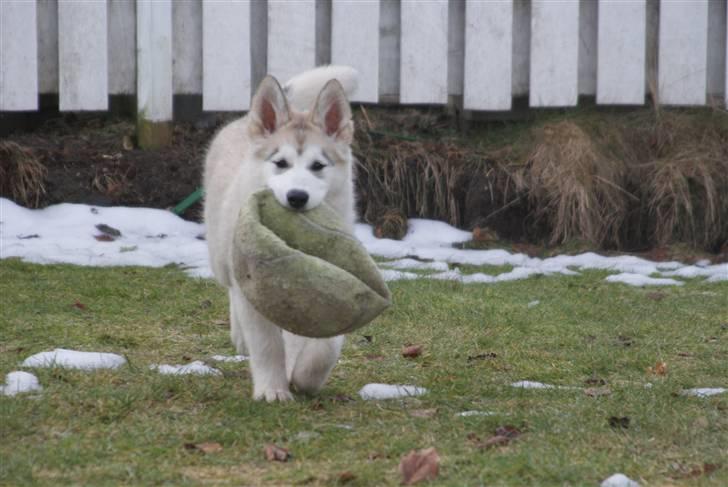 Alaskan malamute Zola billede 8