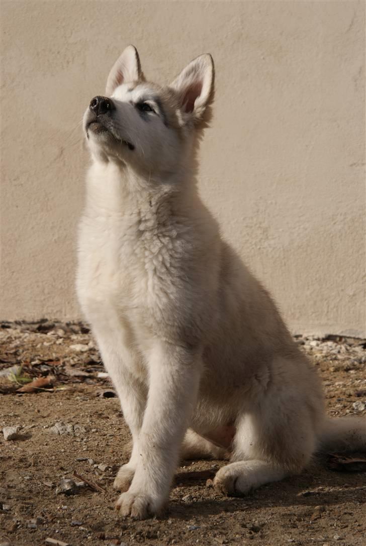 Alaskan malamute Zola billede 9