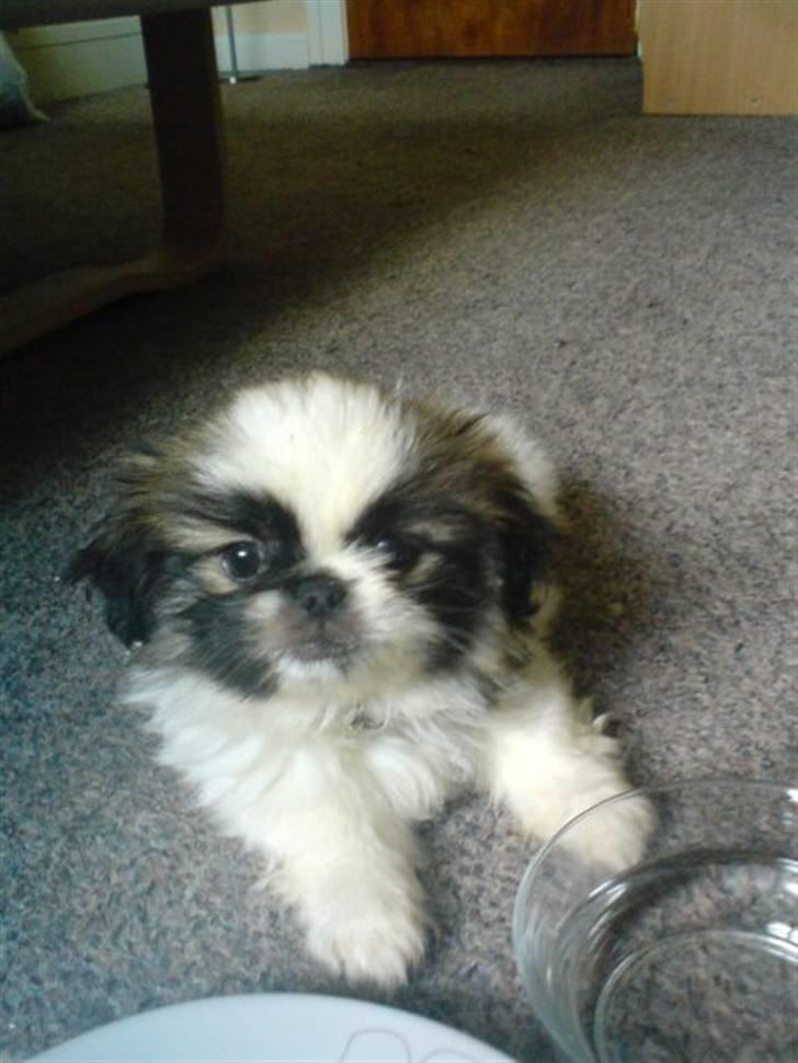 Pekingeser Gizmo - Den dag jeg fik en ny mor :) billede 1