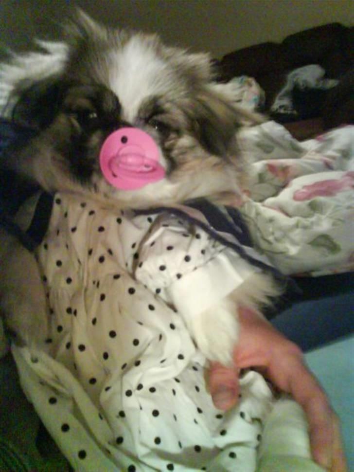 Pekingeser Gizmo billede 2