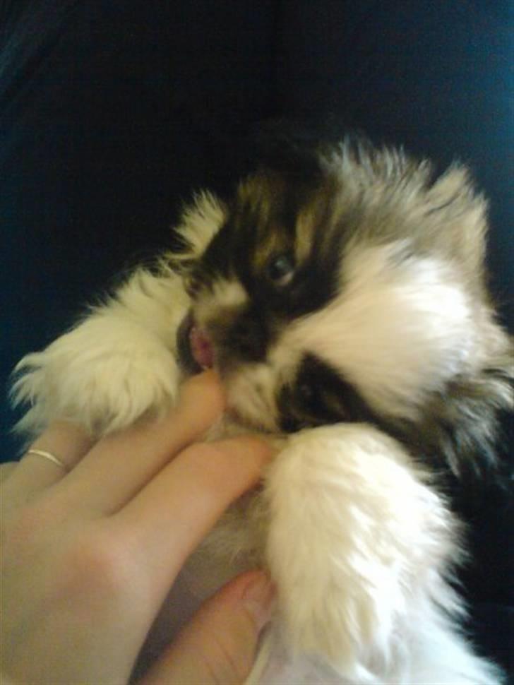 Pekingeser Gizmo billede 3