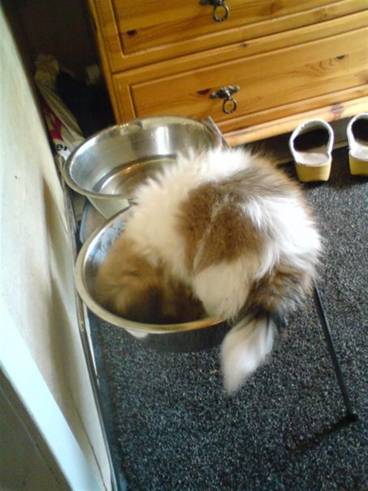 Pekingeser Gizmo billede 5