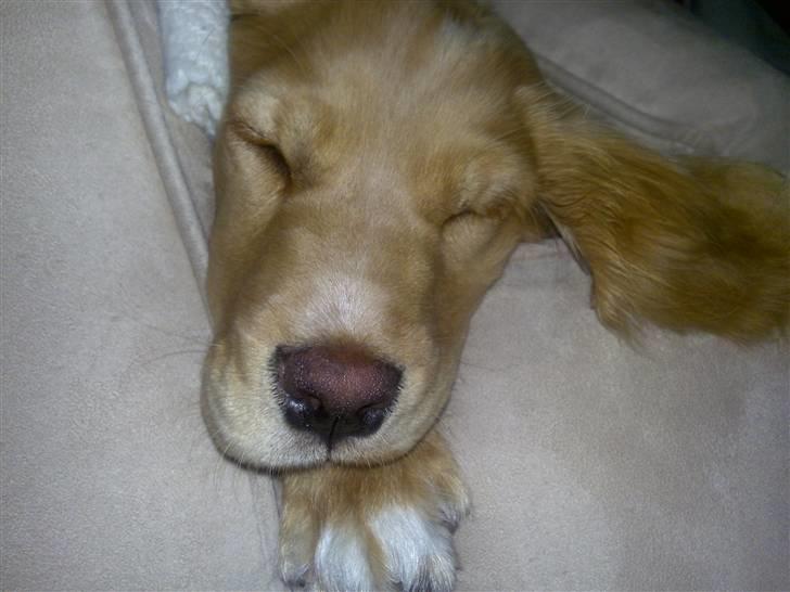 Blanding af racer lady - det er sku hårdt at være  hund...gg... billede 12