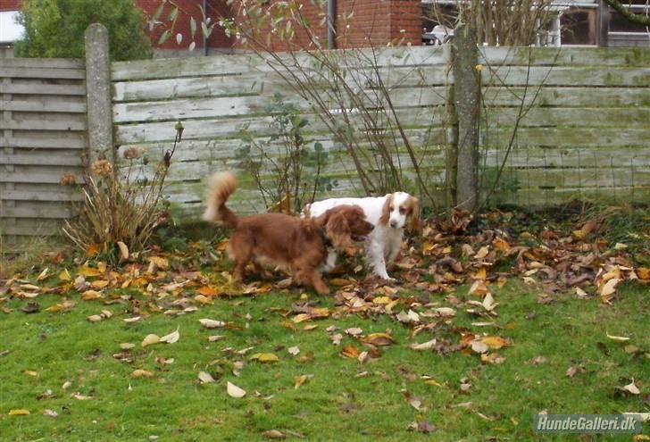 Blanding af racer lady -  min  mor og far billede 13