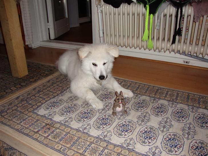 Samojedhund / labrador. Buddy - Buddy og hr. kanin ! ;) (billede 19)  billede 18