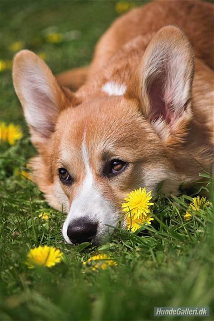 Welsh corgi pembroke Louie - 26.04.2009 - Louie nyder foråret billede 20