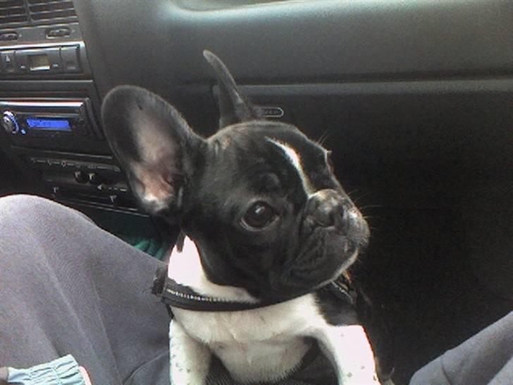 Fransk bulldog Cody billede 12