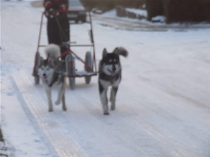 Alaskan malamute Wolf - med helios på arbejde billede 7