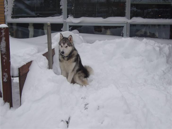 Alaskan malamute Wolf - hvad mon man skal bruge al den sne til billede 8