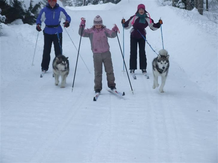 Alaskan malamute Wolf - jubi med mine venner på tur billede 9