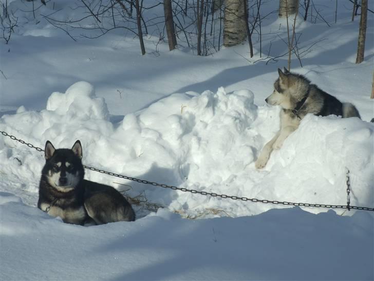 Alaskan malamute Wolf - wolf har det store overblik   billede 10