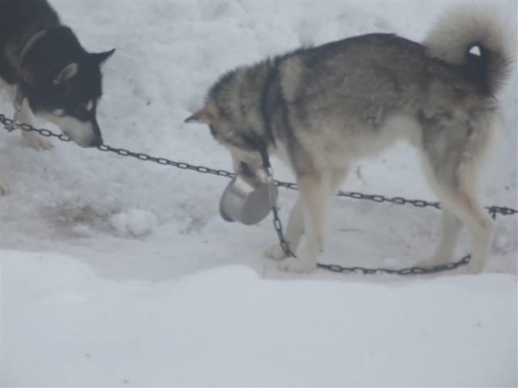Alaskan malamute Wolf - niks helios det er min mad skål billede 12