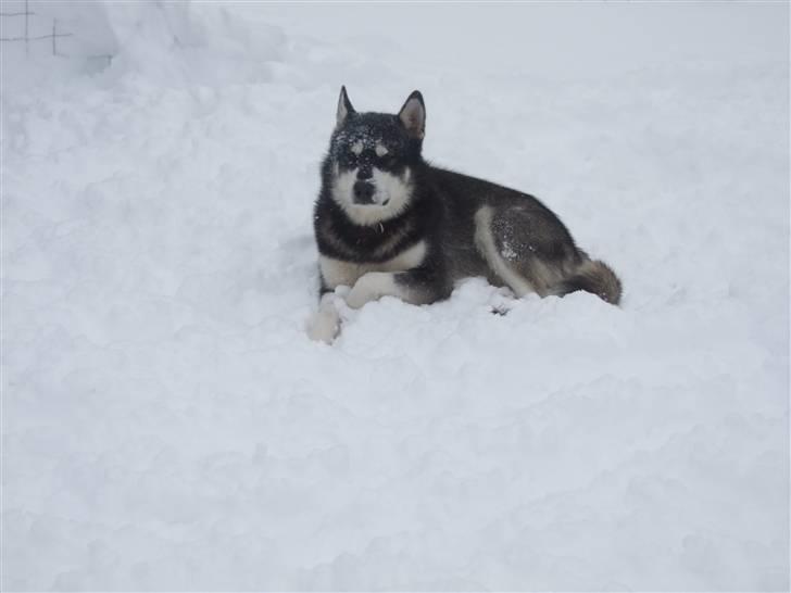 Alaskan malamute Helios - rigtigt mallemut vær billede 13