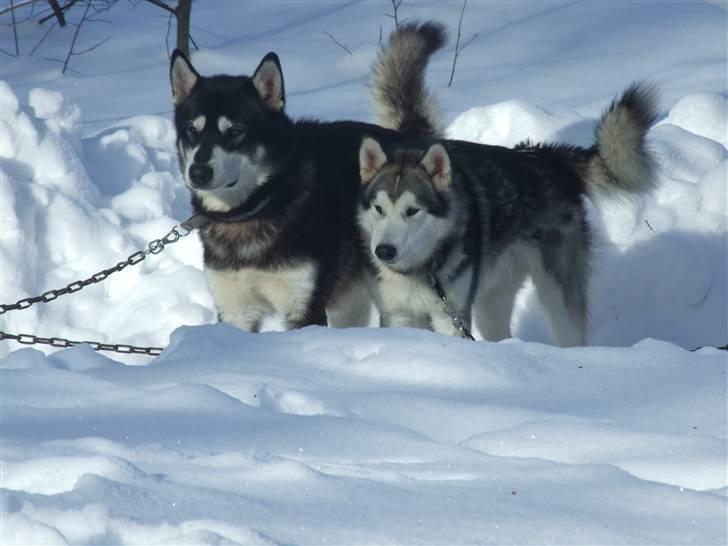 Alaskan malamute Helios - helios og wolf på ferie i sverige febuar 2010 billede 14