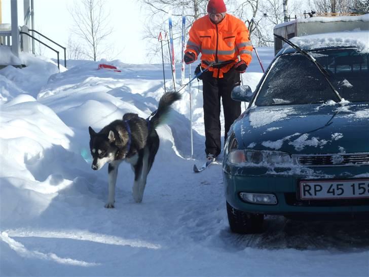 Alaskan malamute Helios - på arbejde med far billede 15