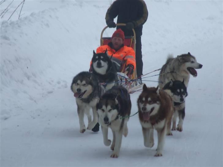 Alaskan malamute Helios - på tur med alle mine venner billede 16