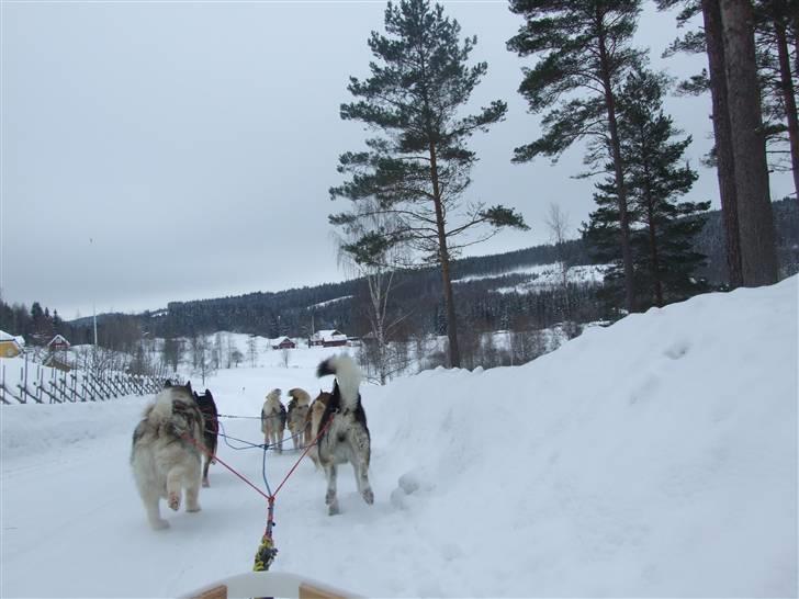 Alaskan malamute Helios - py endlig går det ned af billede 18