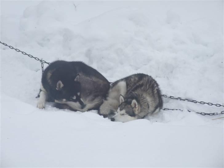 Alaskan malamute Helios - nu er vi trætte efter en lang dag i snen billede 19