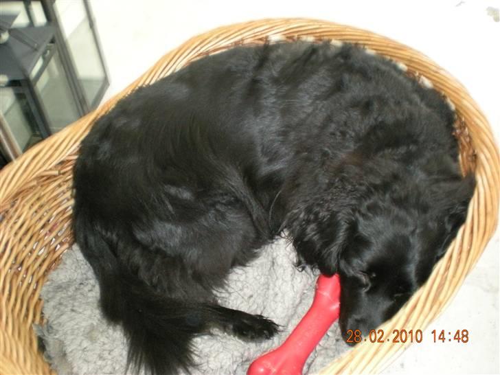 Blanding af racer Viktor billede 1