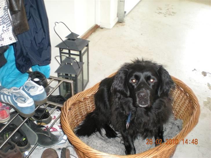 Blanding af racer Viktor billede 2