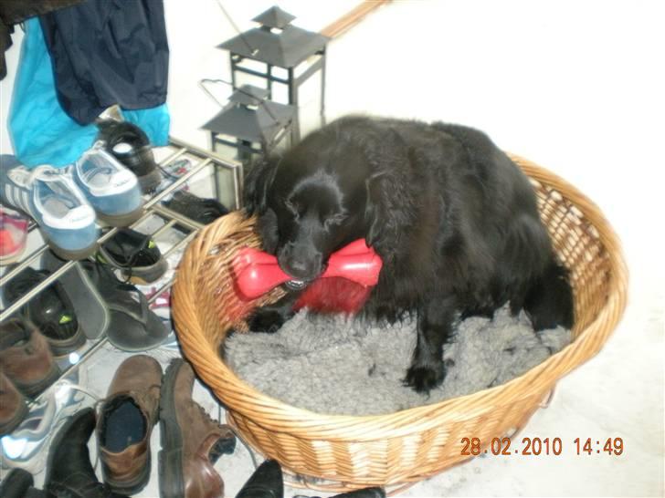 Blanding af racer Viktor billede 3