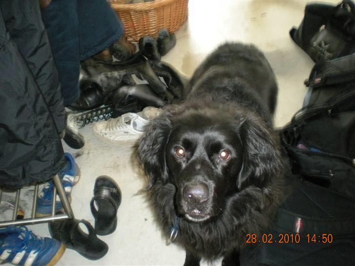 Blanding af racer Viktor billede 4