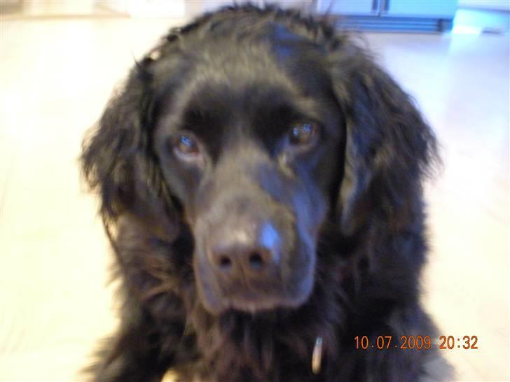 Blanding af racer Viktor billede 5