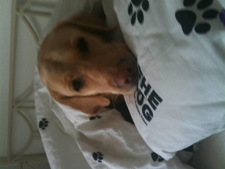 Labrador retriever Zacho - Dejligt at ligge og slappe af i sengen - lig mærke til teksten på puden "the dog" billede 13