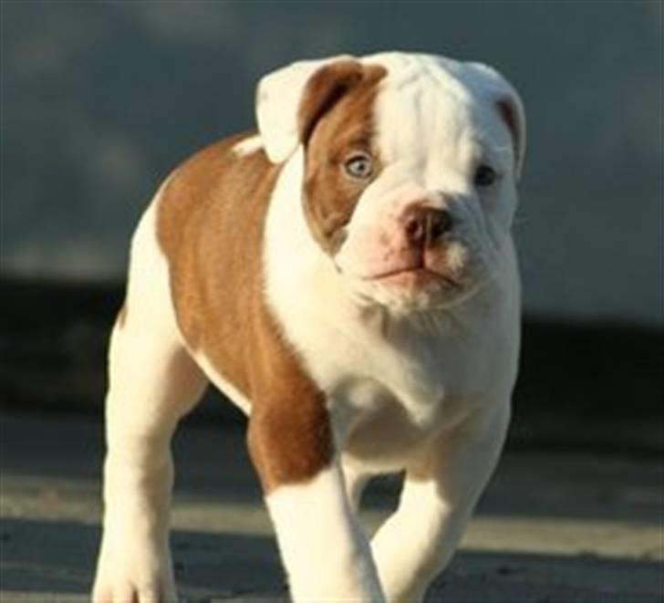 Olde english bulldogge Østergaards Six Pence - Jeg var og er en kvindebedårer billede 2