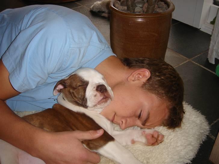 Olde english bulldogge Østergaards Six Pence - Elvis og Oscar hviler billede 3