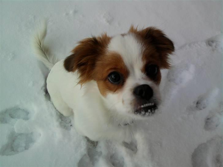 Papillon Mailo billede 1