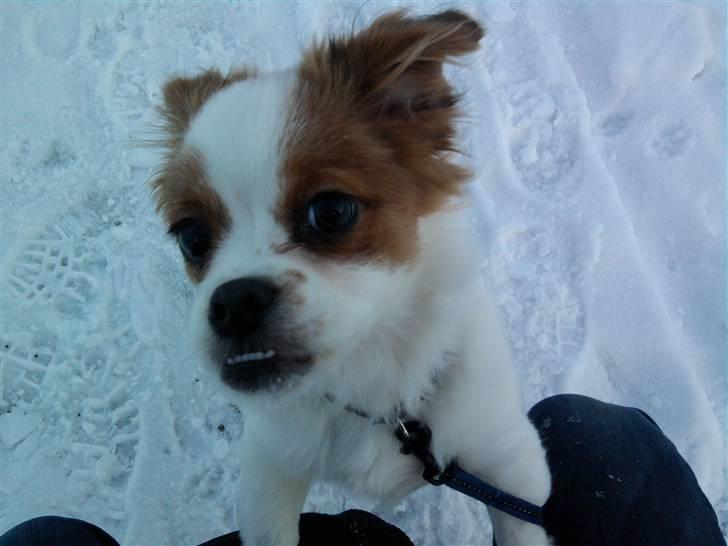 Papillon Mailo billede 3