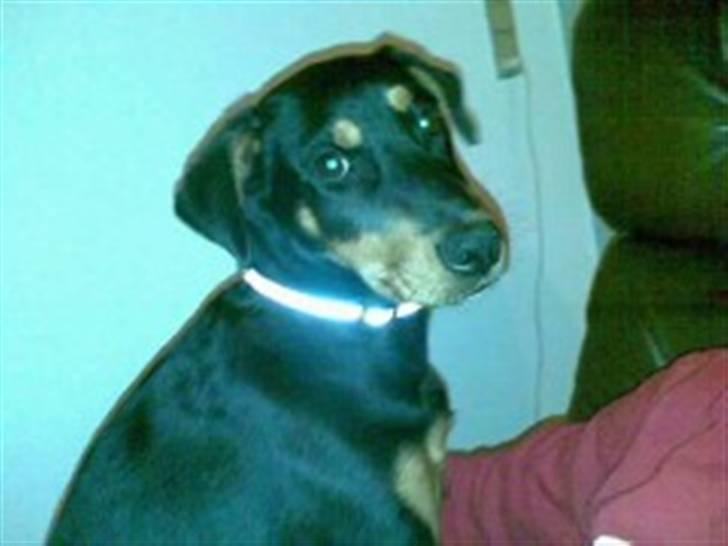 Blanding af racer Atilla billede 2