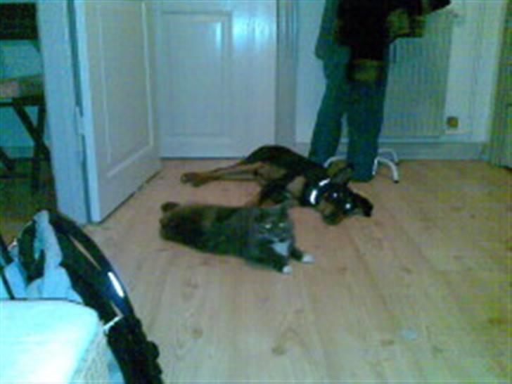 Blanding af racer Atilla billede 3