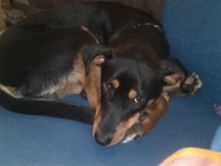 Blanding af racer Atilla billede 4