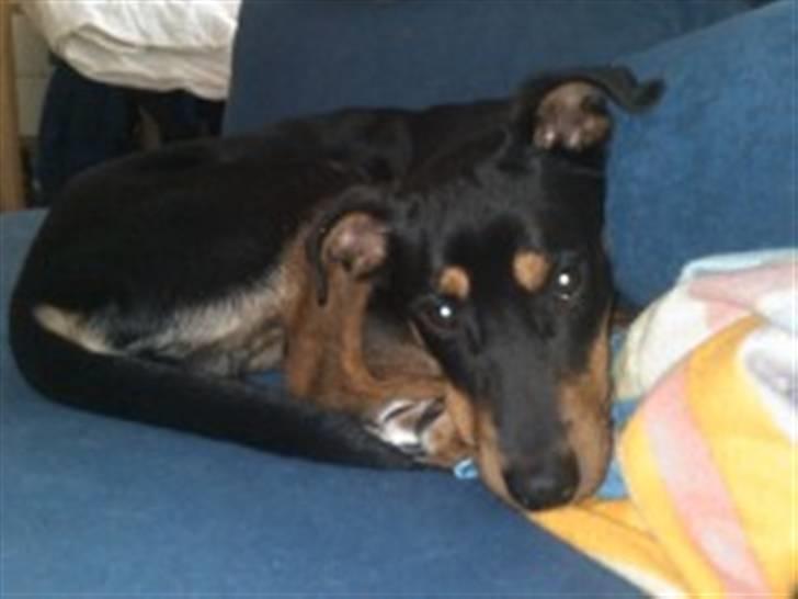 Blanding af racer Atilla billede 5