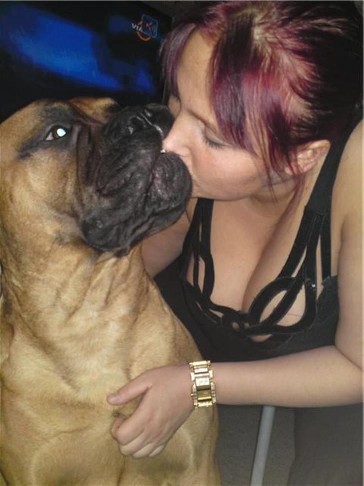 Bullmastiff Braks one night stanley billede 1