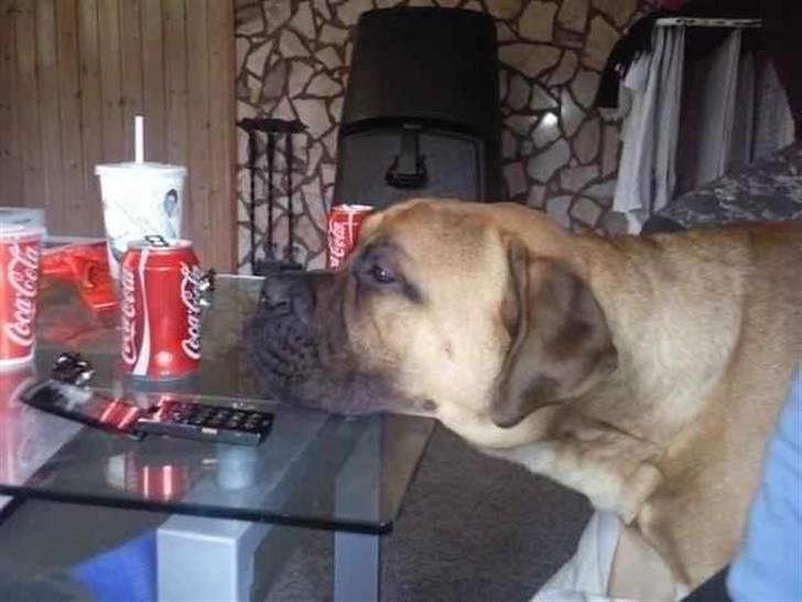 Bullmastiff Braks one night stanley billede 2