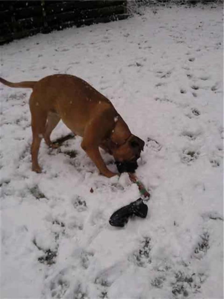 Bullmastiff Braks one night stanley billede 3