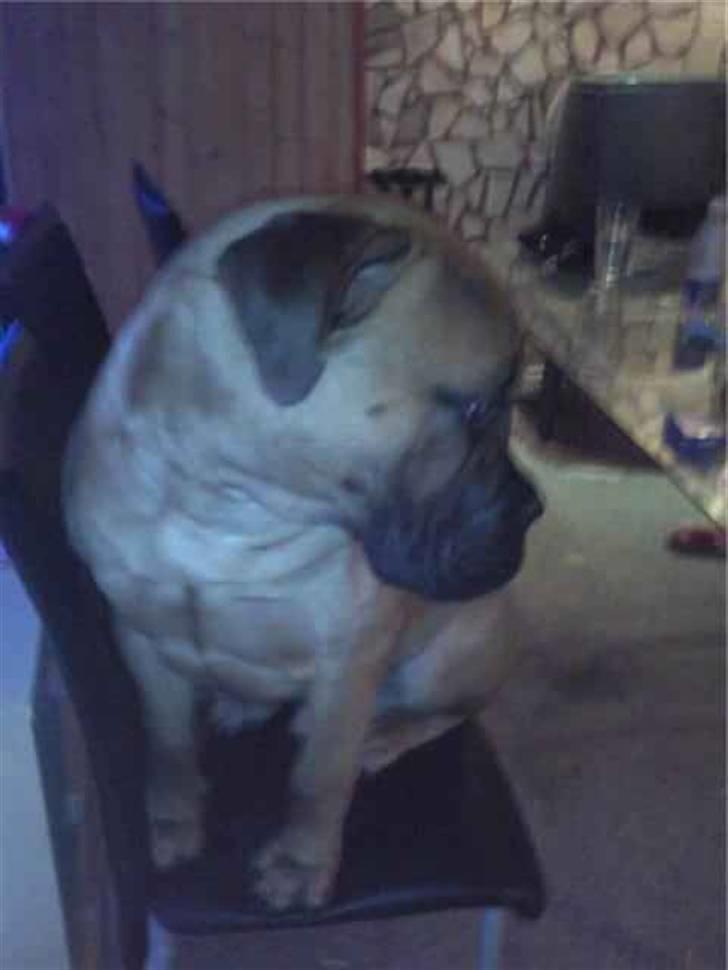 Bullmastiff Braks one night stanley billede 4