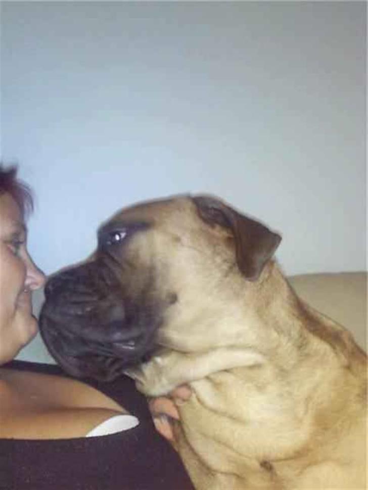 Bullmastiff Braks one night stanley billede 5