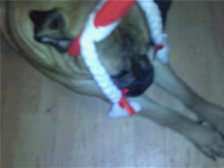 Bullmastiff Braks one night stanley billede 6