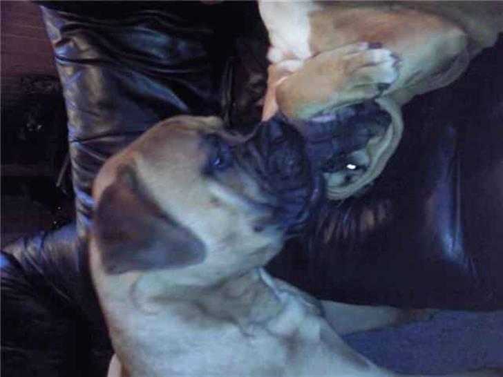 Bullmastiff Braks one night stanley billede 7