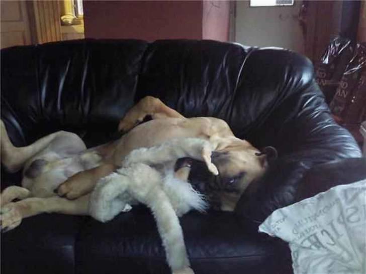 Bullmastiff Braks one night stanley billede 9