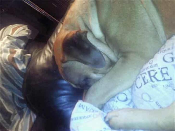 Bullmastiff Braks one night stanley billede 10