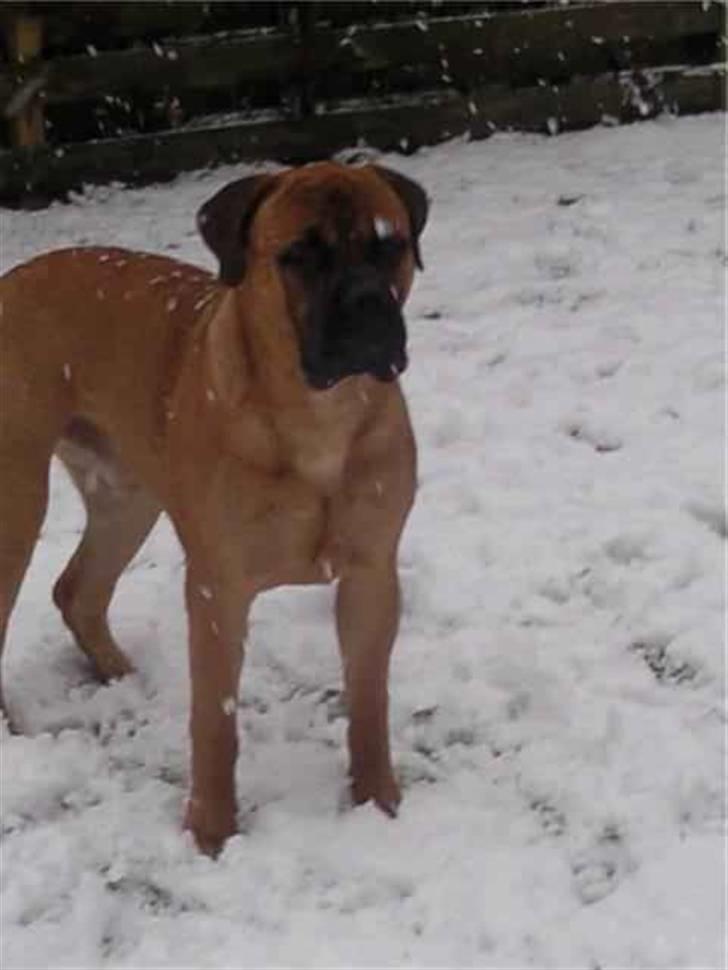Bullmastiff Braks one night stanley billede 11