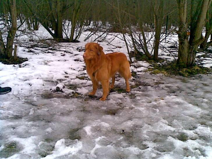 Nova scotia duck tolling retriever Gavan billede 1
