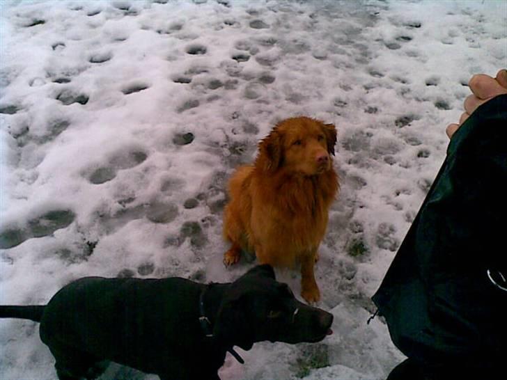 Nova scotia duck tolling retriever Gavan billede 2